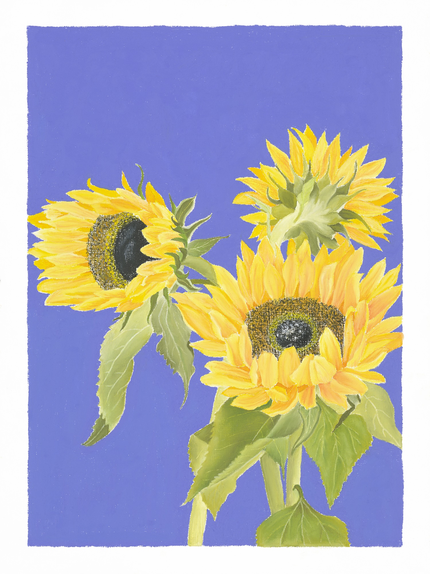 Ölpastellbild Sonnenblumen von Laura Nederkorn
